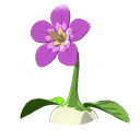 Impatient Walking Flower