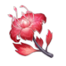 Dendrobium