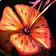 Tiger Lily (15)