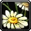 Peacebloom