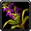 Wildvine