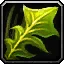 Silverleaf